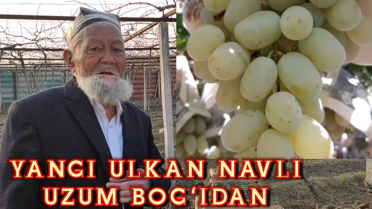 Mashxur ULKAN navli uzum bogʻidan kerakli maslahatlar, dehqon Qayum ota