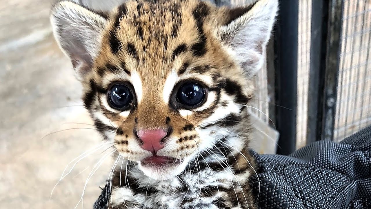 Tier&auml;rzte schlagen Alarm - Diese Katzen-Geburt ist von gro&szlig;er Bedeutung!