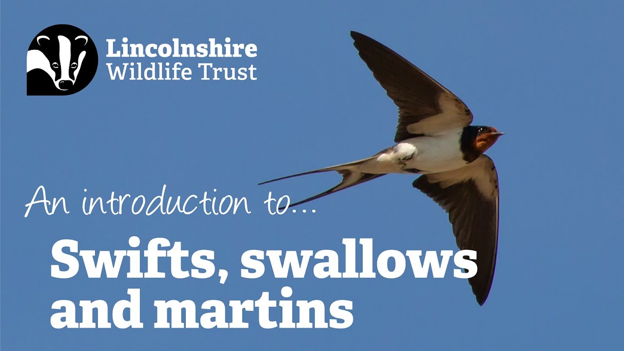 Swifts, Swallows and Martins