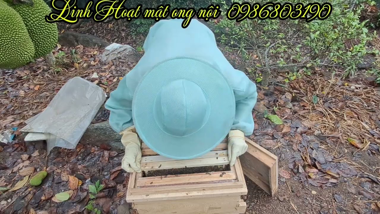 Các cách xây cầu ong nhanh nhất hạn chế xây ong đực 