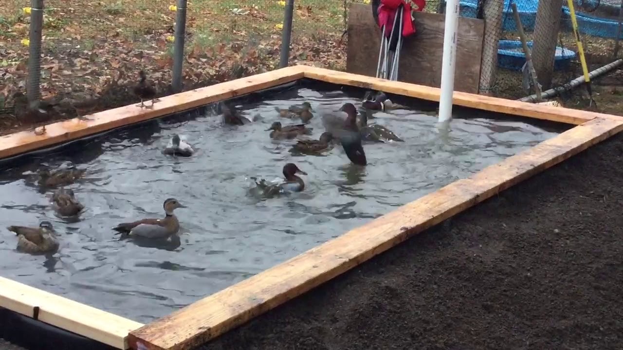 New duck pool.