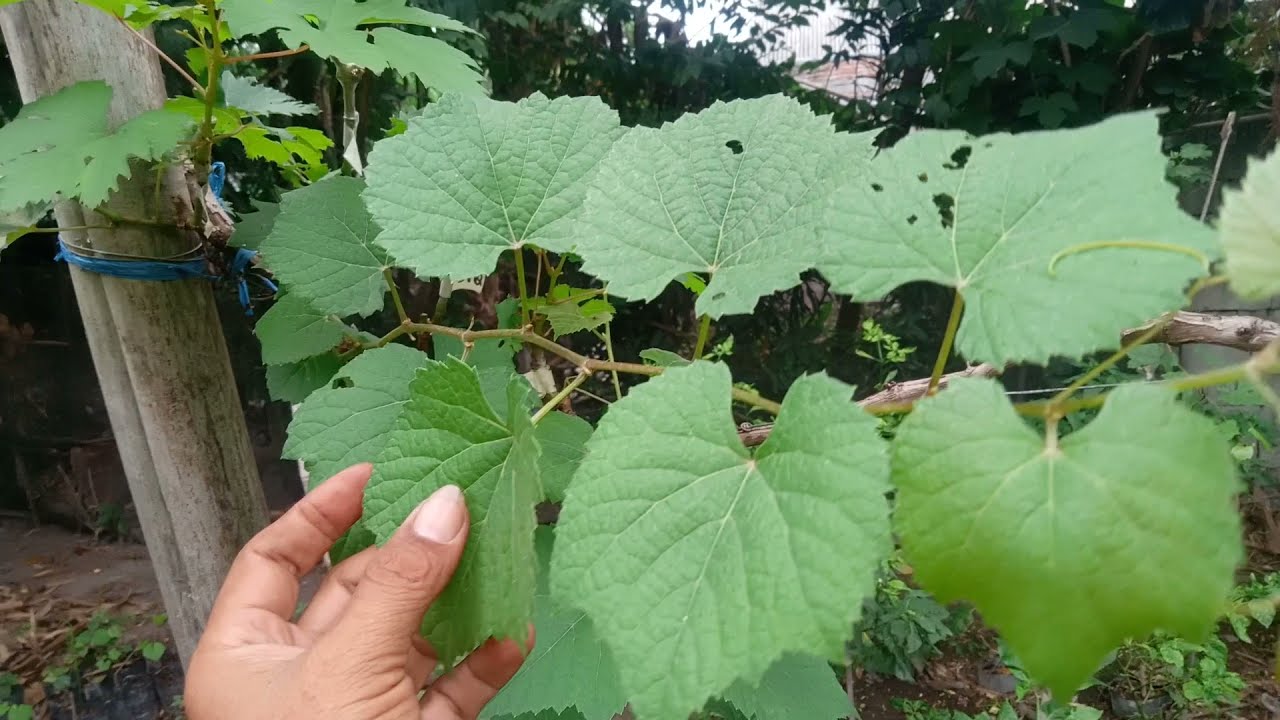ROOTSTOCK ANGGUR TERBAIK di INDONESIA COUDERC 1613, inilah pengalaman saya sehingga mengatakan itu