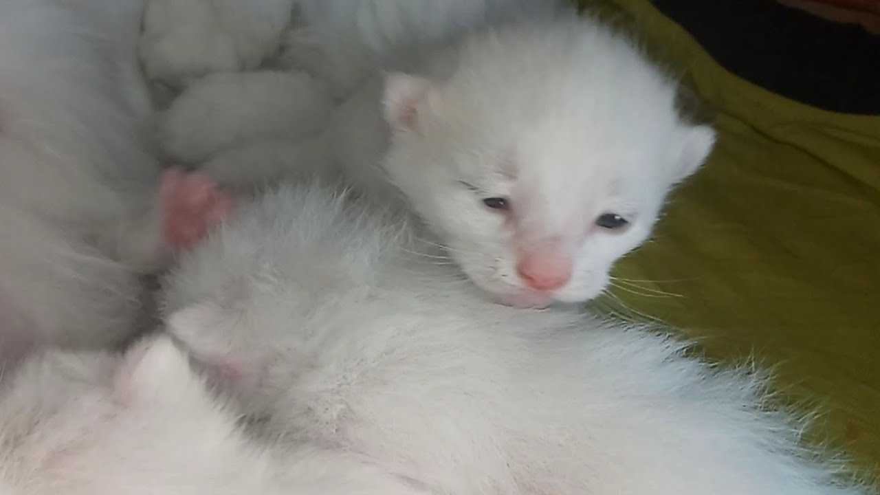 Newborn Kitten Opens Eyes for the First Time After 8 Days 😻 | Hello World