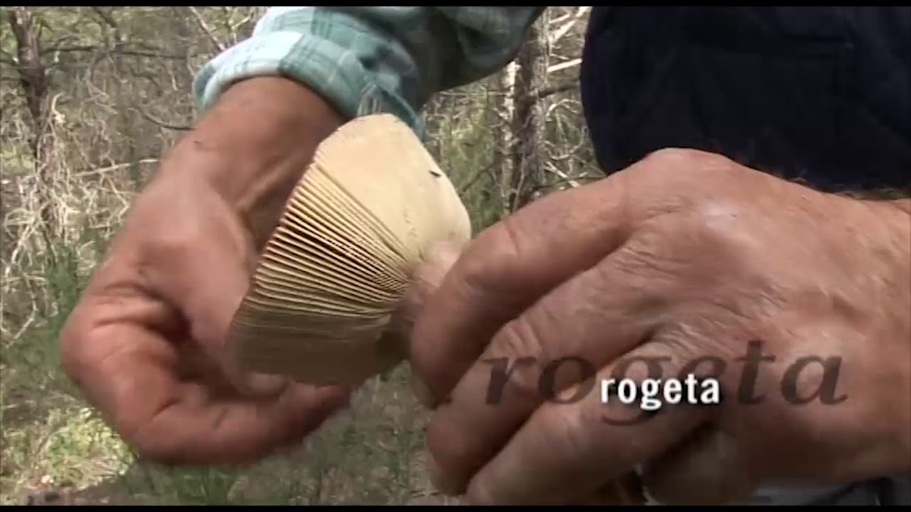 Caçadors de bolets Temp  4 - Cap 8  (Bolets amb denominació d'origen)
