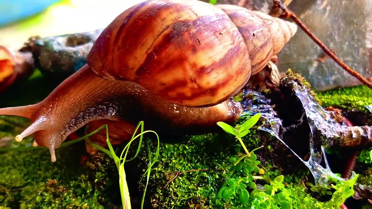 The Art of Slow Living: Following a Millipede and Snail #millipede #educational #mindfulness 