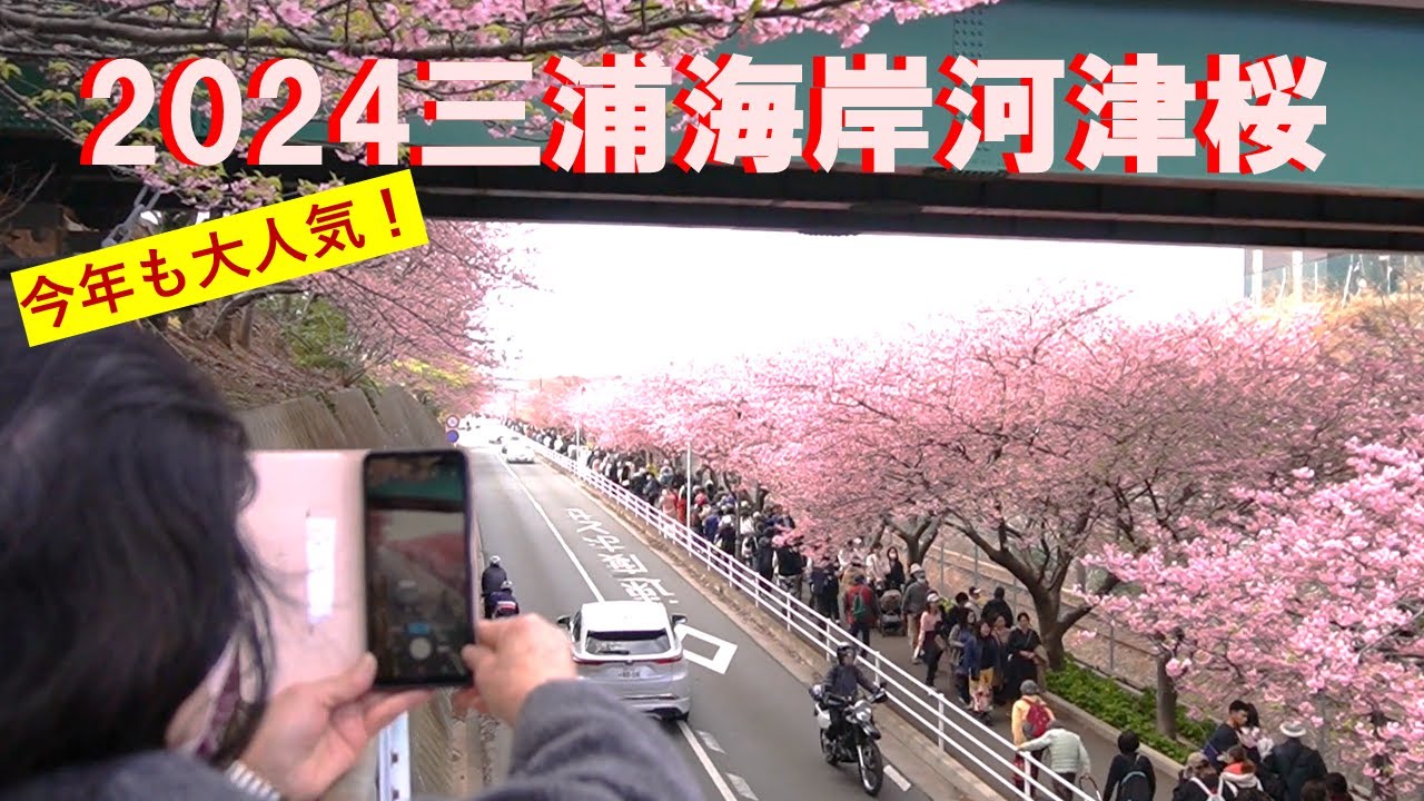 【三浦海岸河津桜２０２４／三浦半島湘南こだわり散歩】やっぱり今年もキレイ！！Miurakaigan Kawazu Sakura were beautiful again this year!
