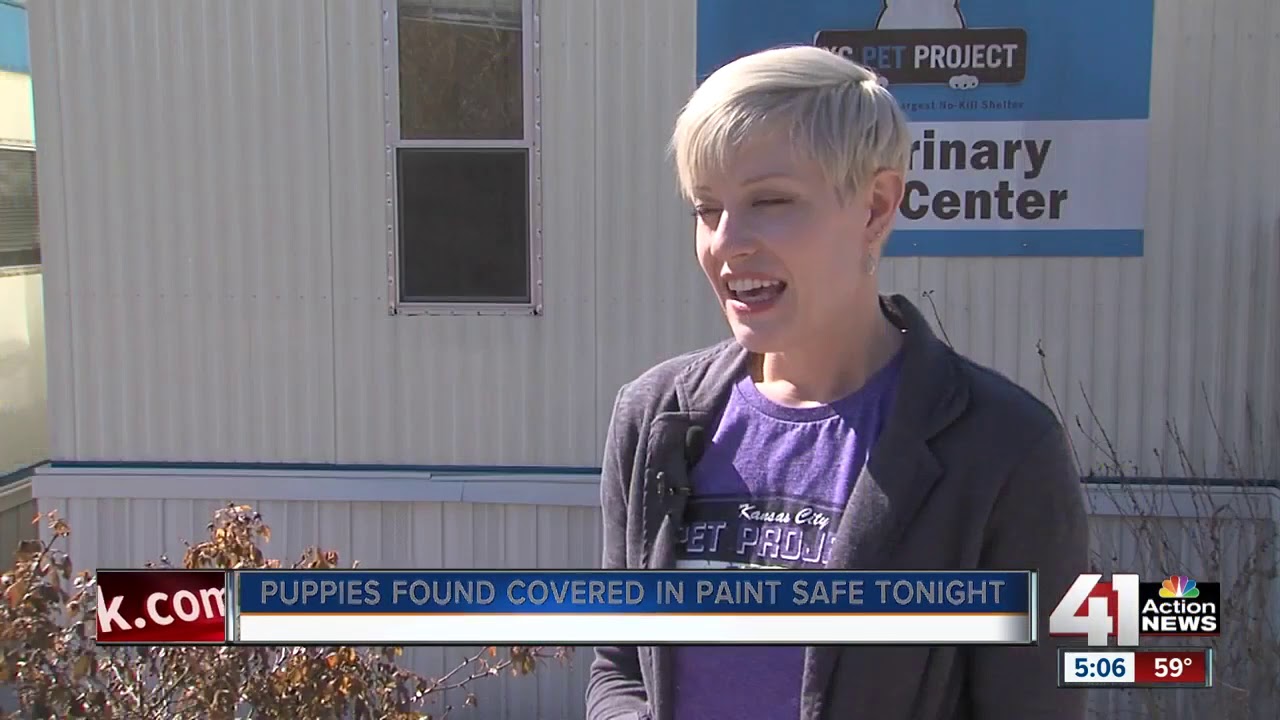 Four puppies found covered in latex paint
