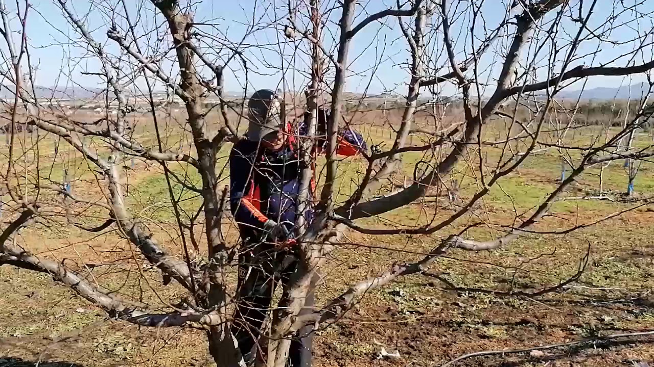 Agrosostenibiliad: ciruelo, poda de árboles adultos