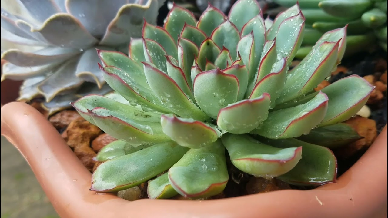 Cuidados com echeveria pulidonis,como ela reage ao excesso de rega