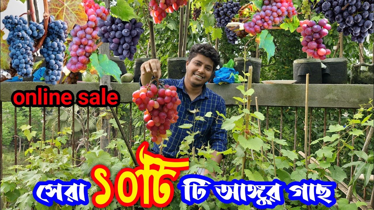 মাত্র 6 মাসে প্রচুর ফলন ছোট্ট টবে। উচ্চফলনশীল সেরা 10টি বিদেশী জাতের আঙ্গুর পাবেন অনলাইনে। #Grapes