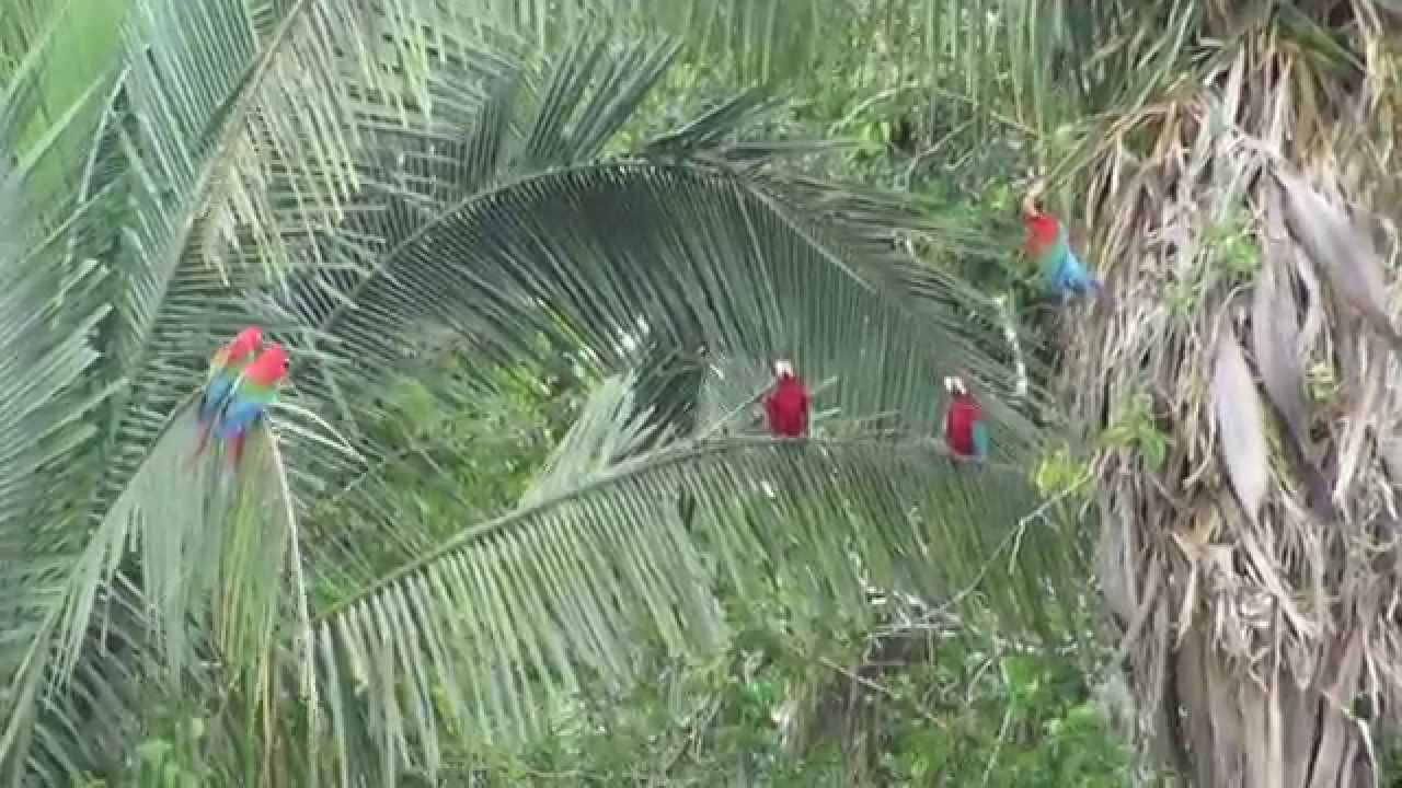Chuncho Macaw Clay Lick