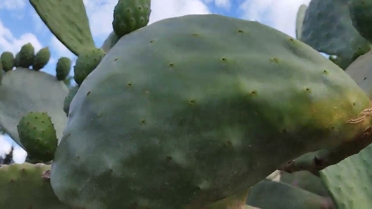Poda de formación, de la Opuntia ficus indica, ( chumbera) I El Sueño Jardín Botánico.