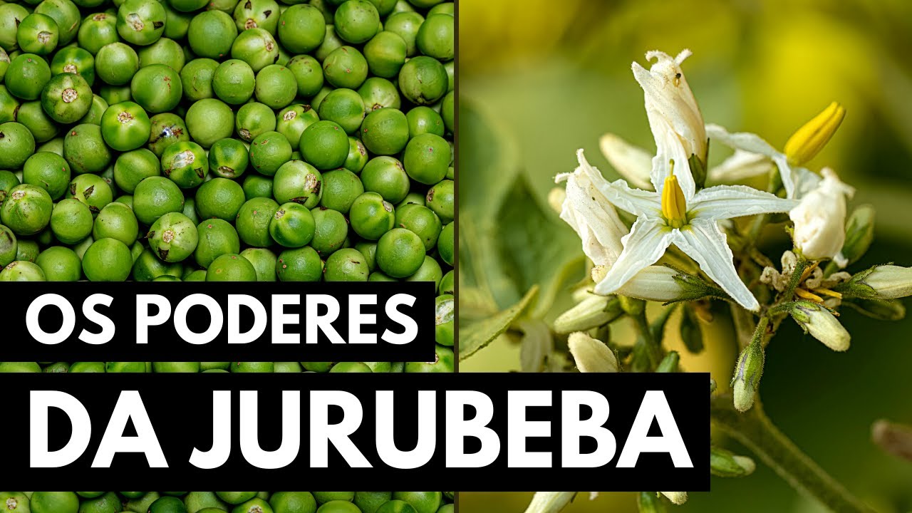 JURUBEBA: PROTEGE O FÍGADO E COMBATE ANEMIA