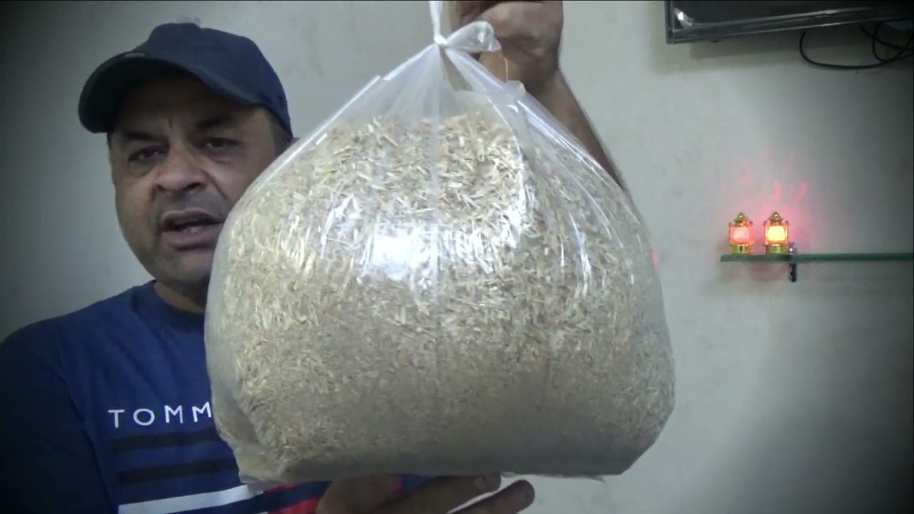How to Clean Chicks Brooder | Aseel Chicks Care In Brooder | Faisal butt