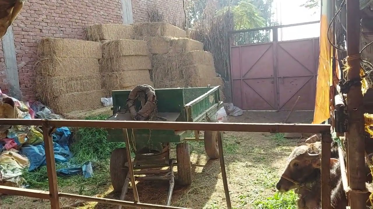 غلاء الاعلاف وكيفية السيطره عليه وكمان تجربه عمرها ٣ سنين في البقر الخليط  (daily farming )
