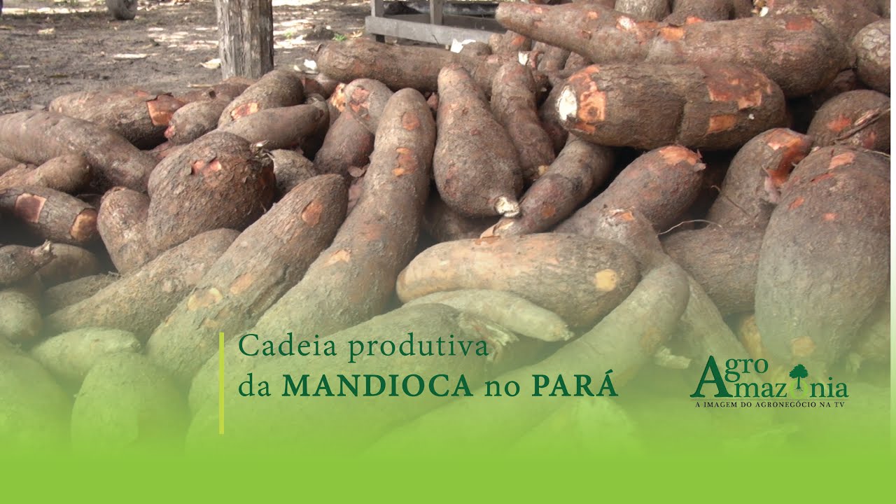 Cadeia Produtiva da Mandioca no Pará