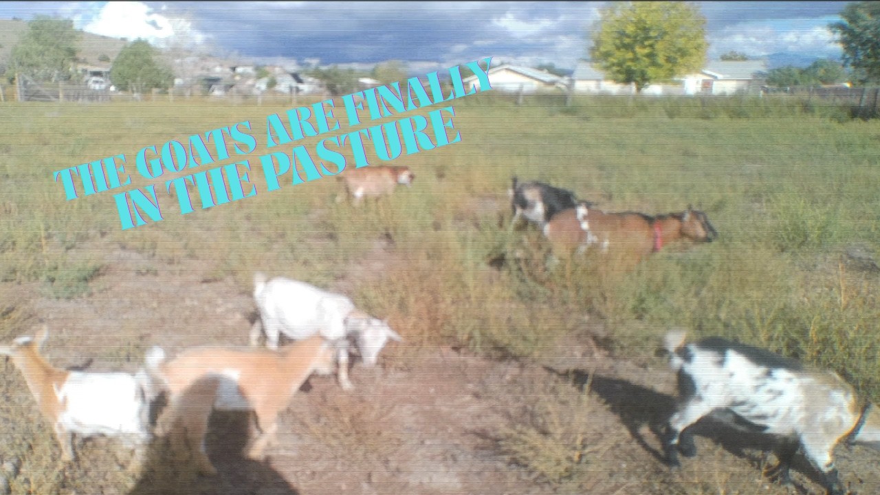 Goat pasture is almost complete...