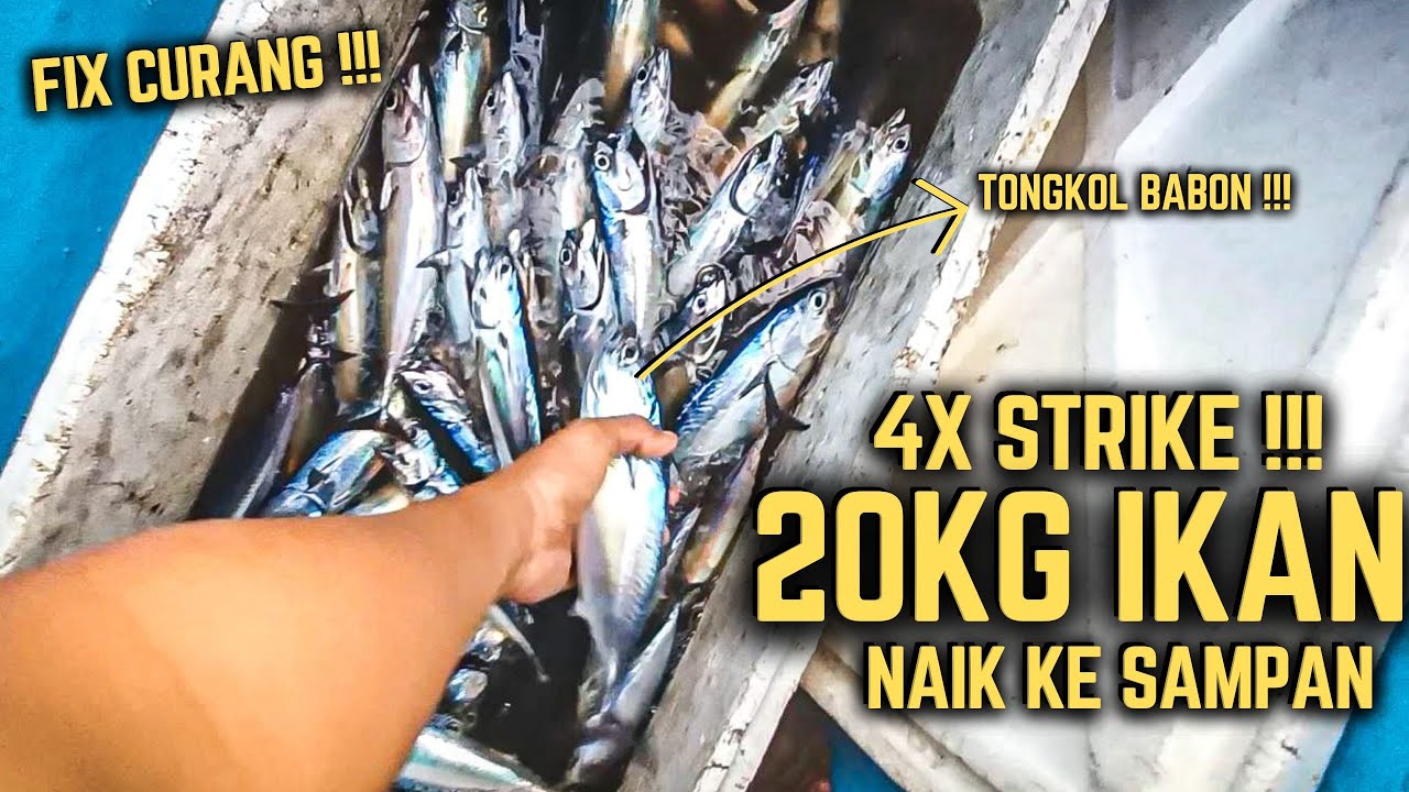20 KG IKAN NAIK KE SAMPAN | Memancing Ikan Tongkol Dengan Teknik Tradisional (Trolling Sabiki)