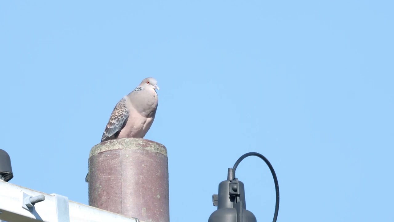 実家を思い出すキジバトの鳴き声BGM1時間