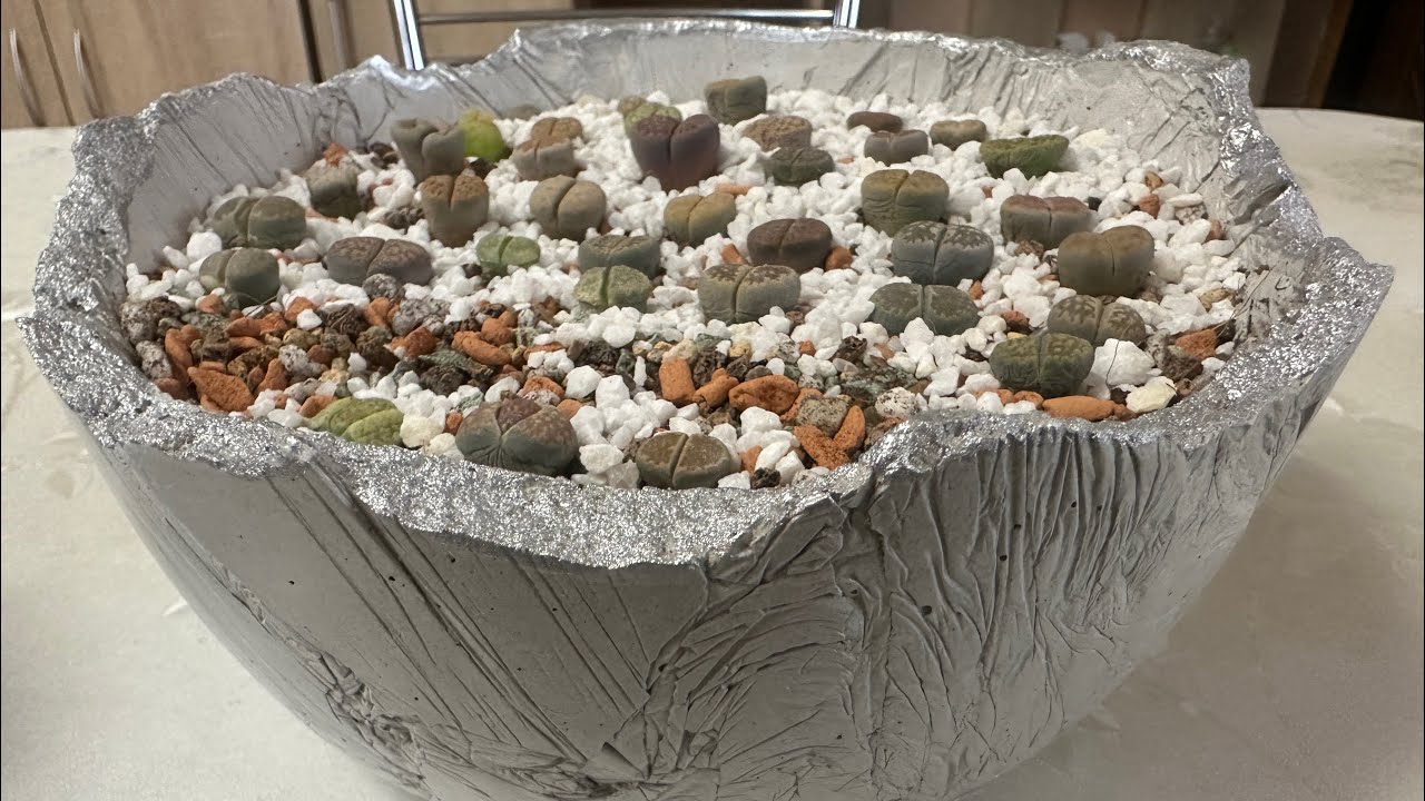 Мои новые китайские друзья☺️ Литопсы из Поднебесной.