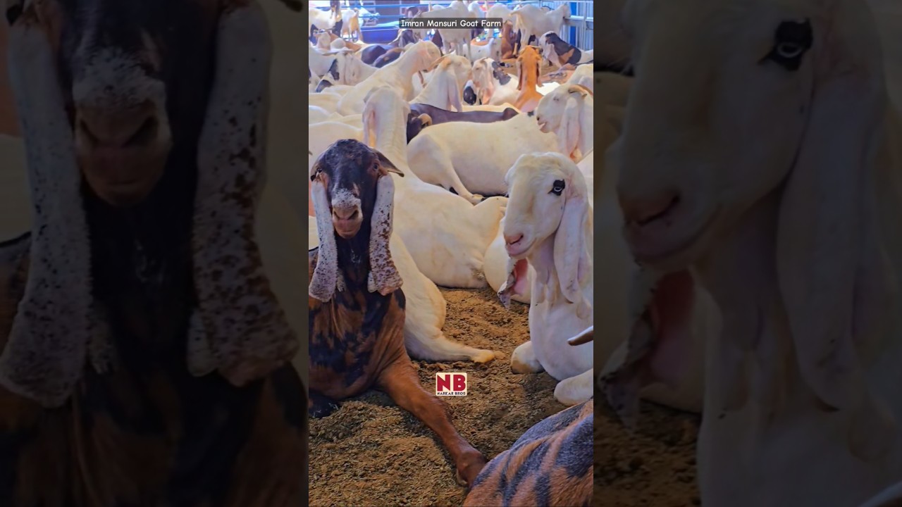 BAKRA EID 2025 KHASSI GOATS