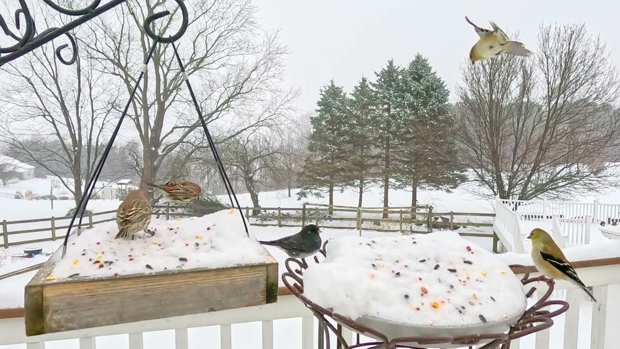 Birds On Snowy Bird Feeders | Relaxing Bird Sounds For Sleep | CAT TV - Birds For Cats To Watch 