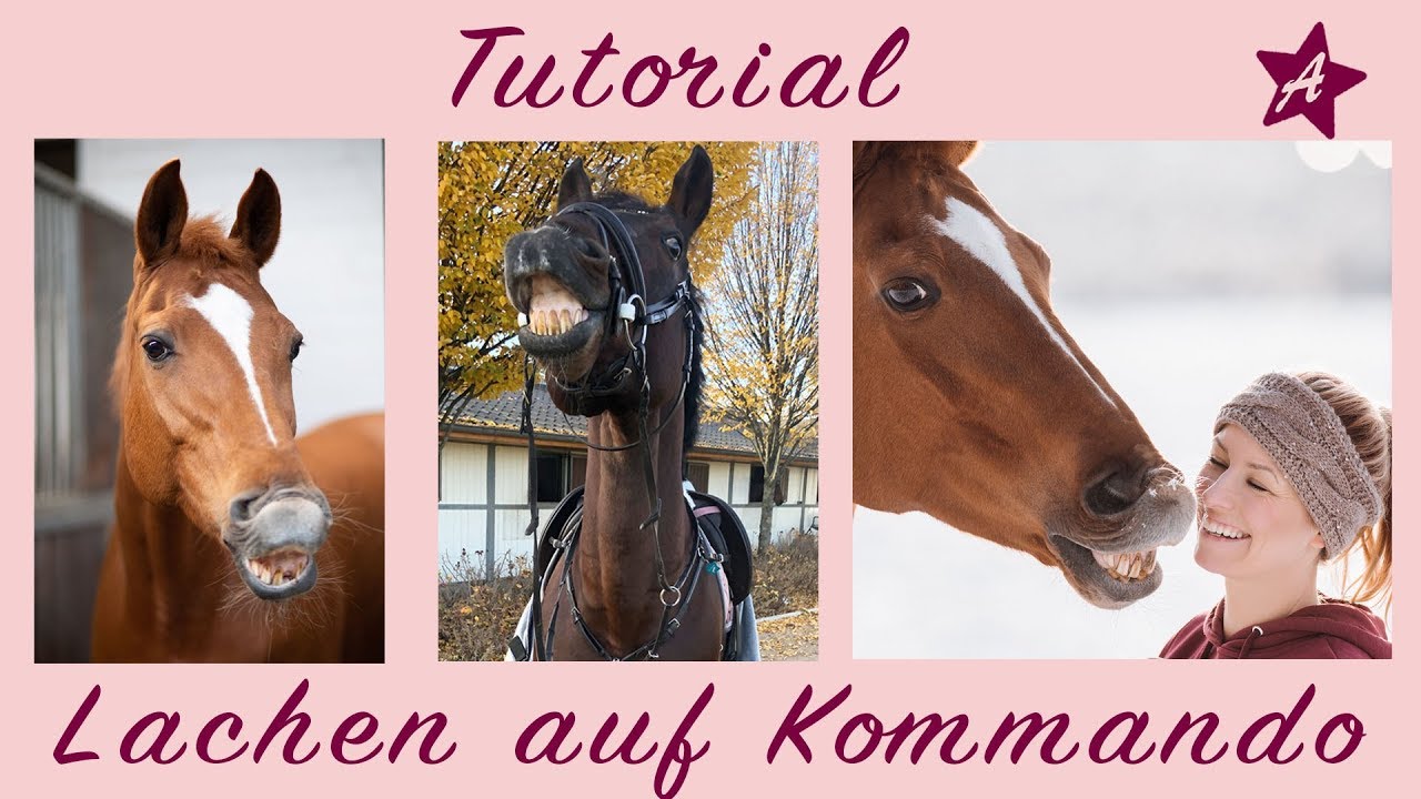 How To: FLEHMEN I dem Pferd LACHEN beibringen I Clicker Training & Zirkuslektionen mit Wölbchen