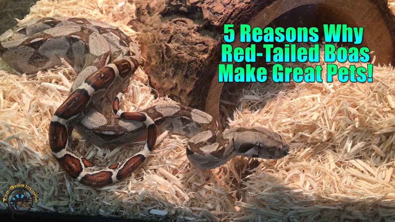 5 Reasons Why Red-Tailed Boas Make Great Pets!