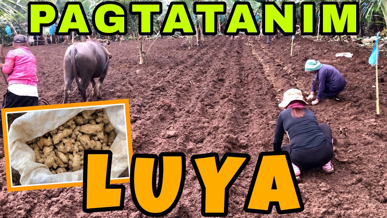 LUYA O GINGER FARMING, ANO ANG PARAAN NG PAGTATANIM|TRADISYONAL WAY| JUREN COLMO| MORENONG KUSINERO