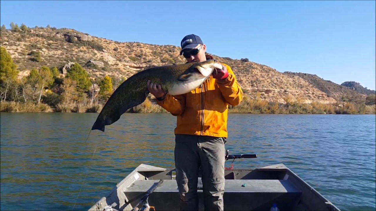 Catfish Spinning On River Ebro Spain - Silicon Lure - Som - Silure - Wels - Waller