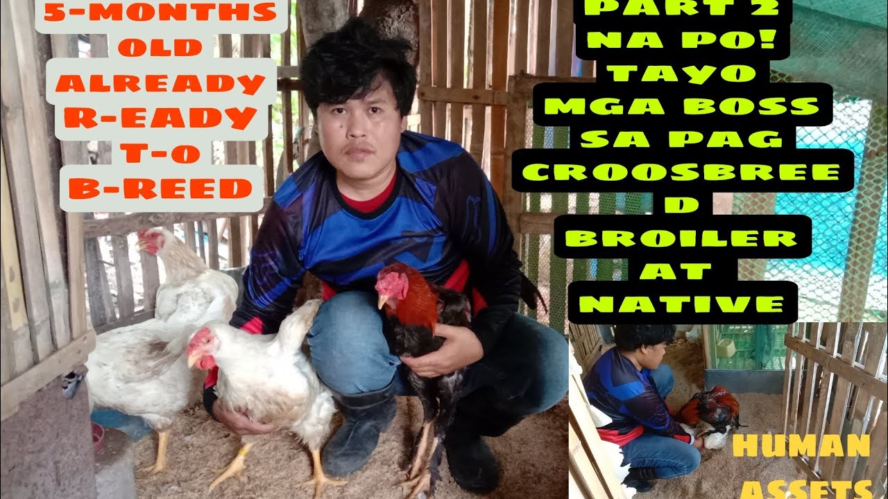 PART-2 BROILER FEMALE CROSSBREED NATIVE MALE
