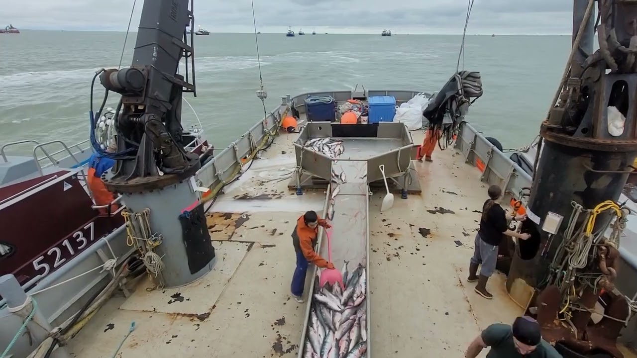 Offloading gillnetters