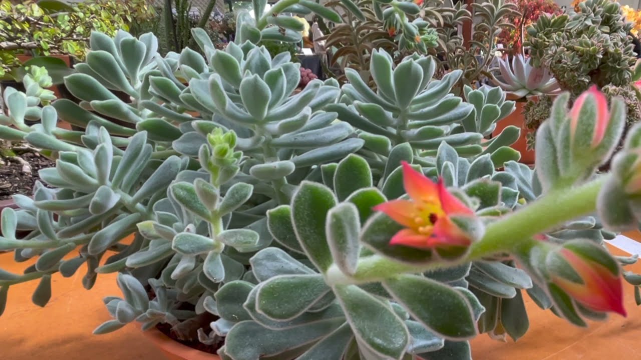 Echeveria pulvinata Frosty