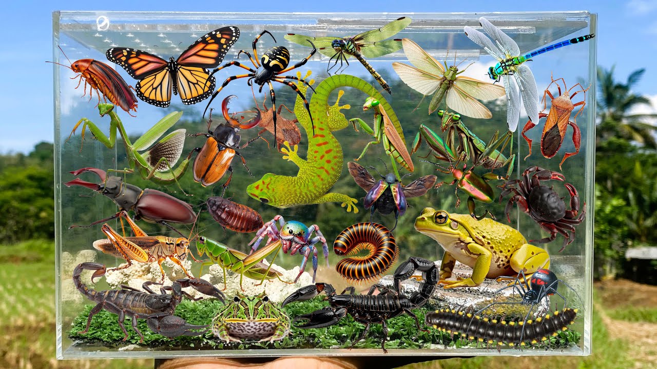 I Am catching insects in the garden, I got Caterpillar, Millipede, Cockroach, Grasshopper, Mantis