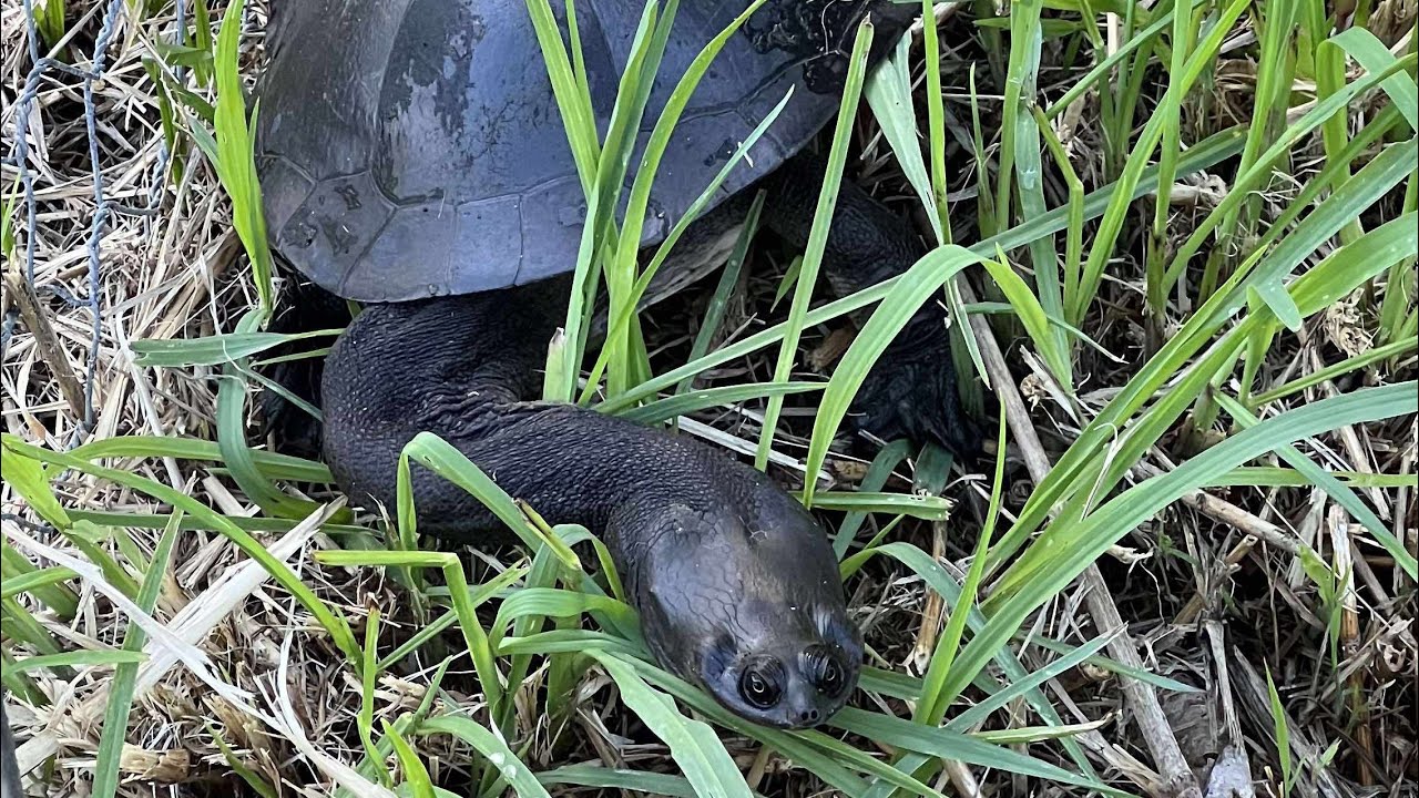 Nesting Broad-shelled Turtles