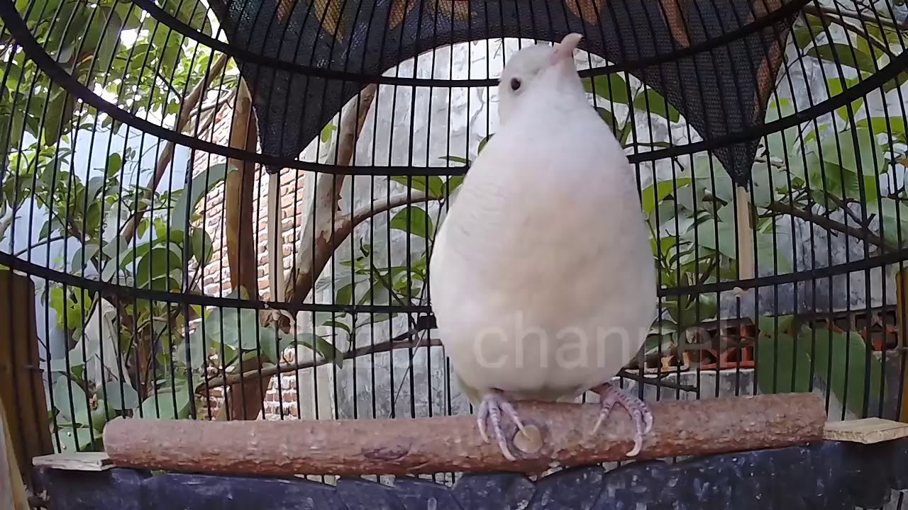 Perkutut putih manggung di iringngi perkutut lokal, cocok untuk pancinggan semua jenis perkutut.