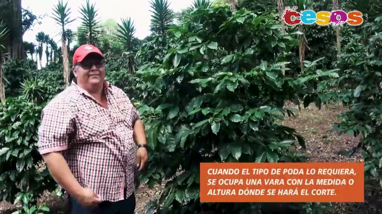Manejo de tejidos en cultivo de café: tipos de podas