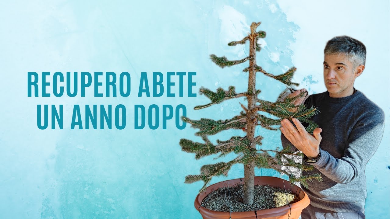 COME FARE un BONSAI da un ABETE ROSSO, recupero periodo natalizio PARTE 2