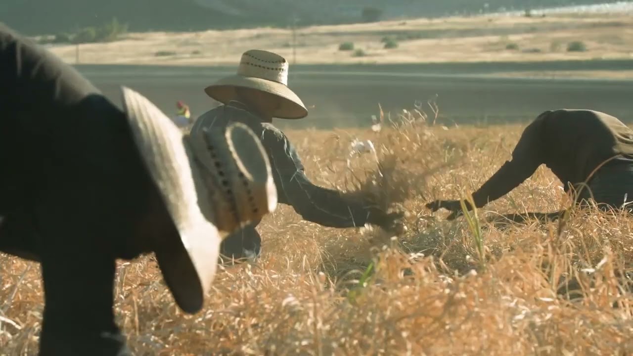 Garlic in the Field