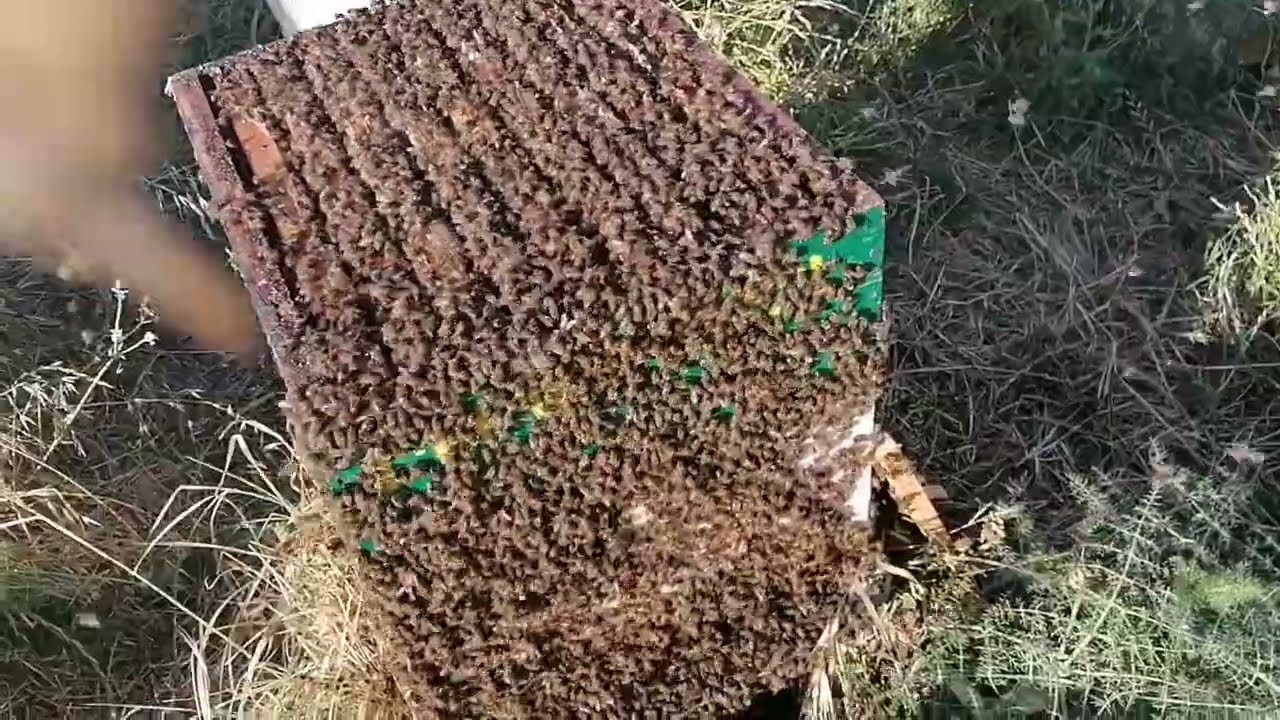 &iquest;C&oacute;mo es la picultura sin humo? Abeja negra canaria. @mielmaraseo