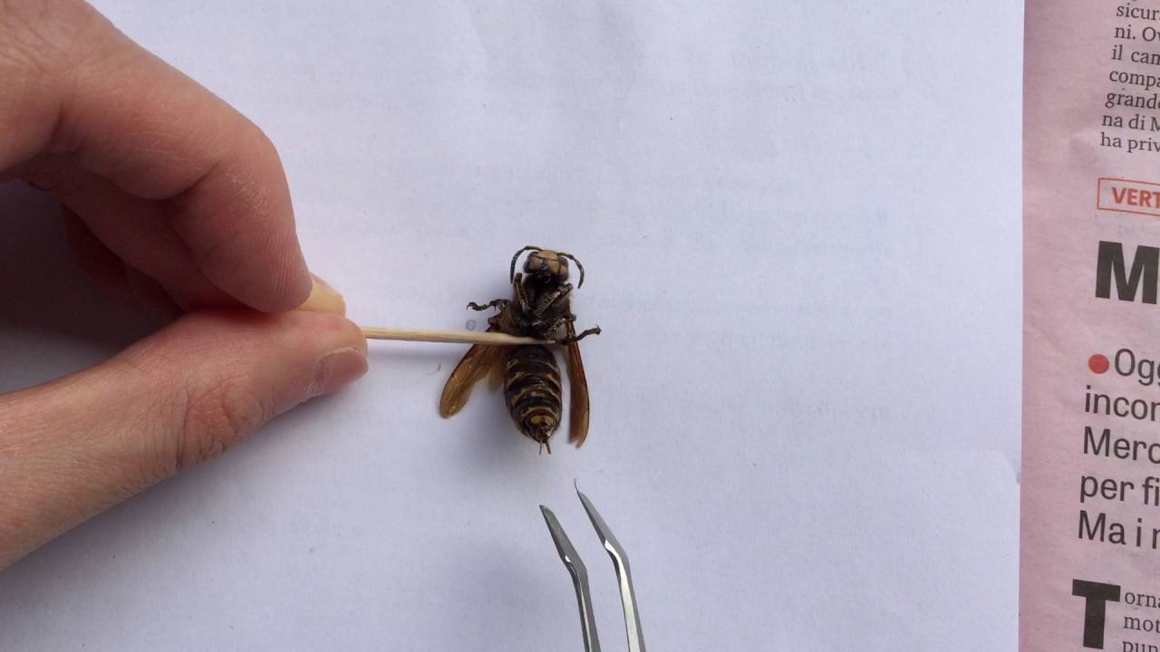 The Sting of Vespa Crabro