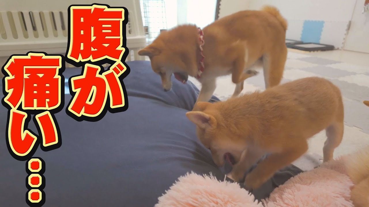 子犬とリーダー犬のホリホリ対決に、笑いが止まりません・・・