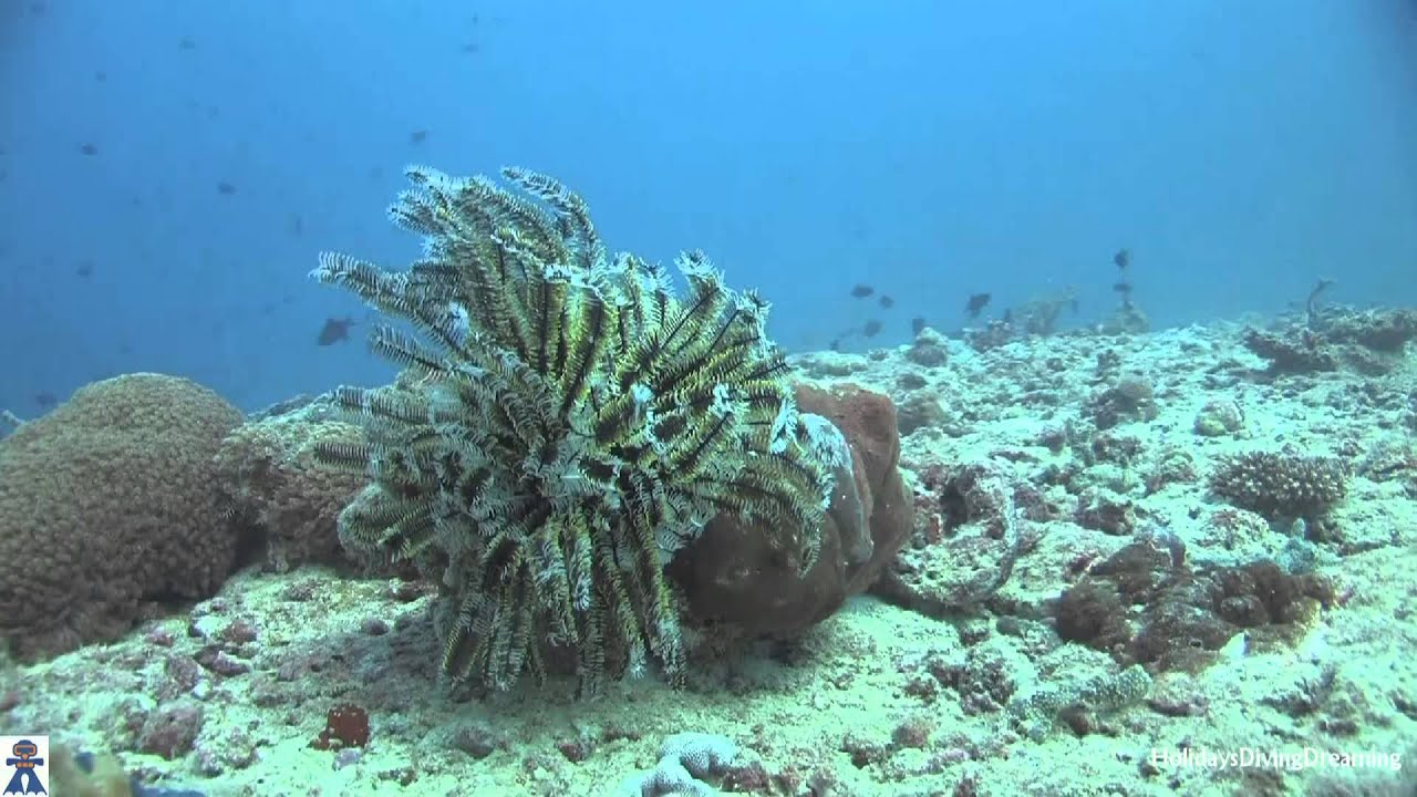 Kuredu - Diving with ProDivers