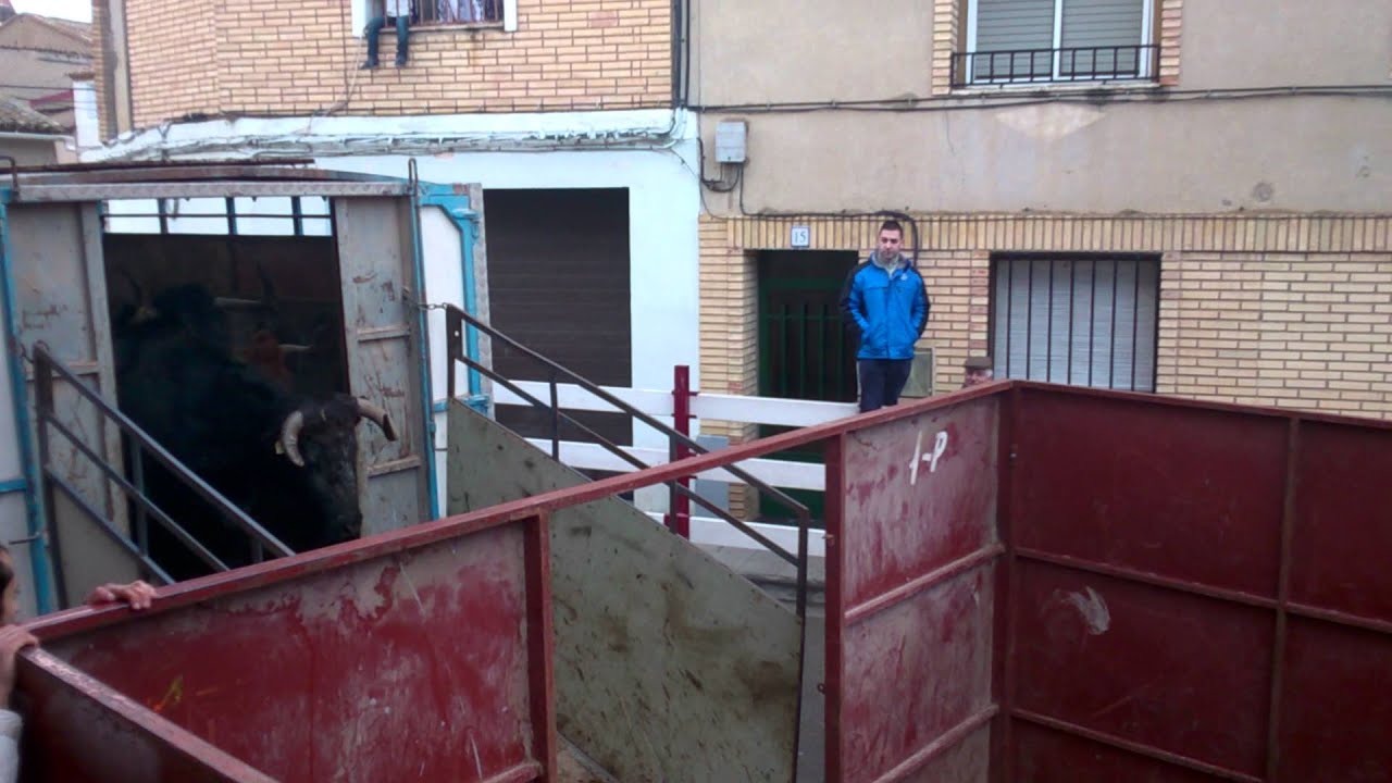 Vacas en pradilla de ebro
