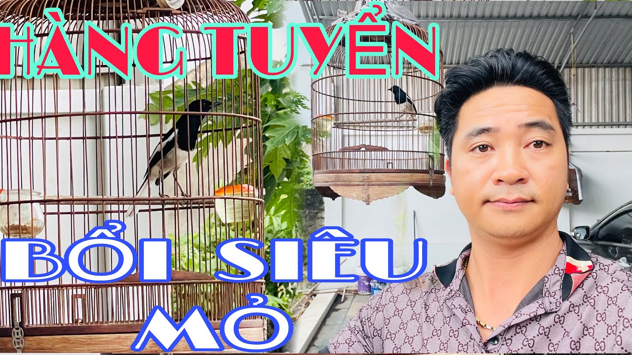 BỔI RỪNG SIÊU MỎ~NẾT ĐẤU TRƯỜNG ~GIỌNG CỰC HAY#chimcanhphuonghieu#thinhhanh#ketnoidamme#choethanhot#