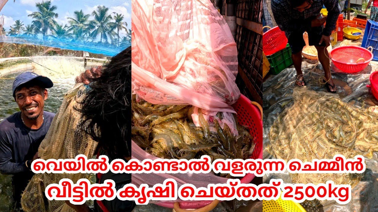 വെയിൽ കൊള്ളിച്ചു ചെമ്മീൻ കൃഷി, വീട്ടുമുറ്റത്ത് വളർത്തിയത് 2500കിലോ ചെമ്മീൻ
