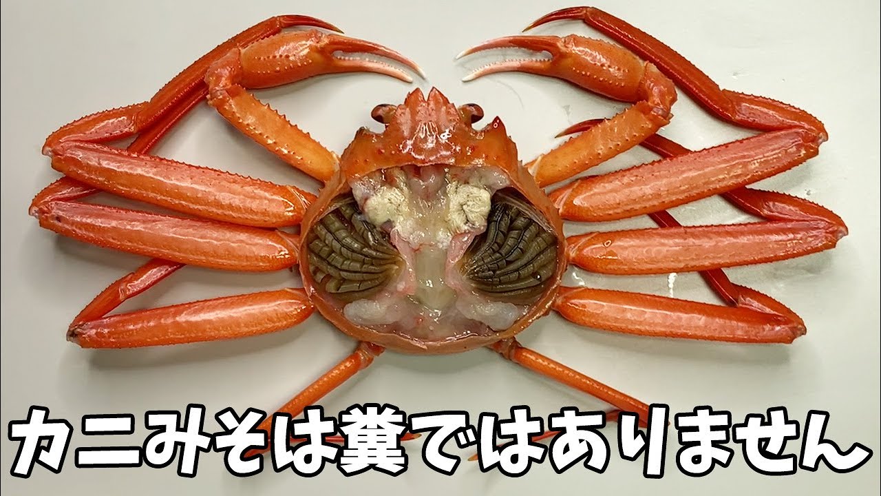 あなたが知らないカニの話【ベニズワイガニの解剖】