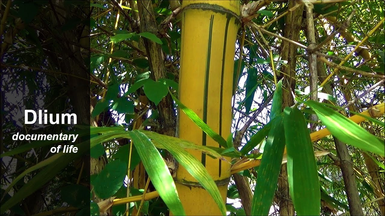 Golden bamboo (Bambusa vulgaris ssp. vittata) - part 1
