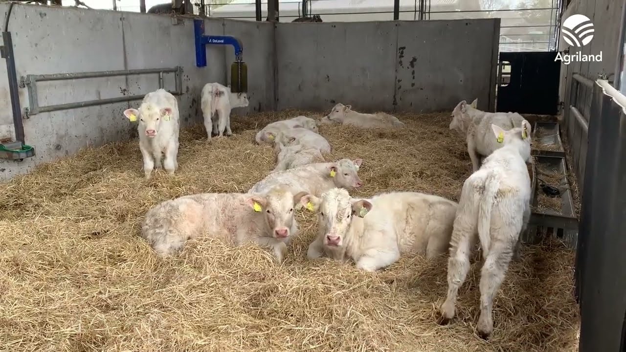 Modern pedigree Charolais operation in Cavan