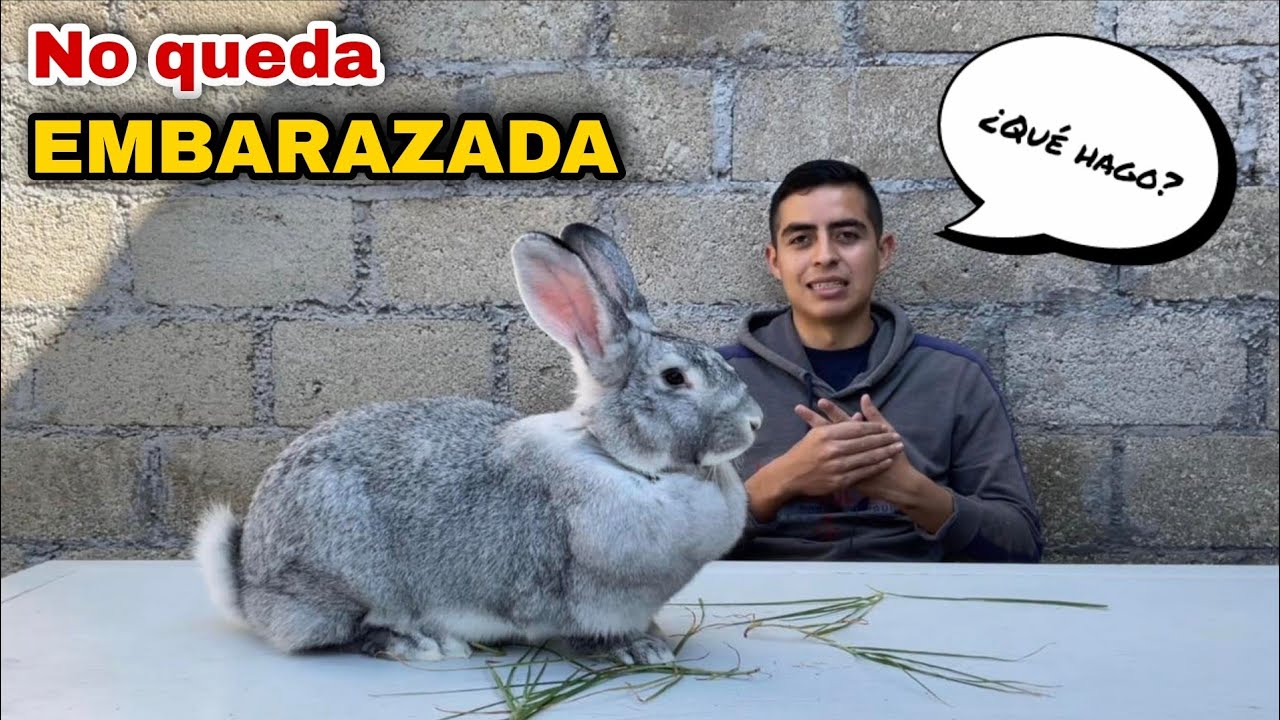 Mi coneja NO quiere entrar en celo ¿Que debo hacer? 🐰🤠